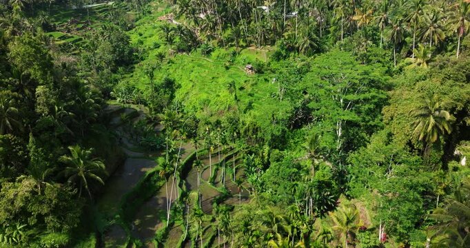 Drone panoramic dolly over Ubud rice terraces in Bali, showcasing green stepped fields on an overcast day