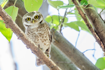 Close up of Spotted owlet (Athene brama) looking at us in nature at Margalla National Park, Islamabad, Pakistan