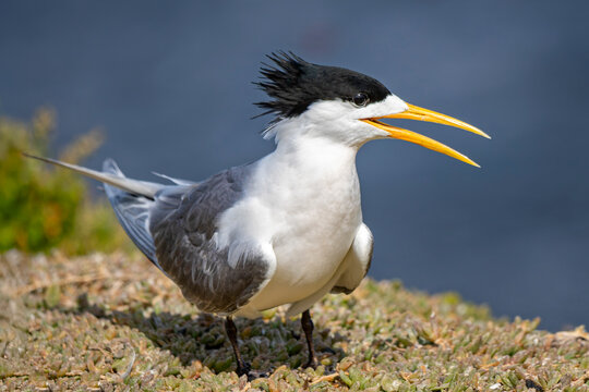 Crested Tern (Thalasseus bergii)