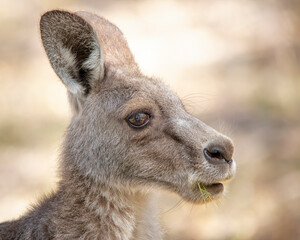 Eastern Grey Kangaroo, Macropus giganteus,  © Andrew