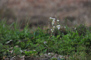 grass and flower