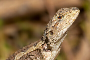 Jacky Dragon lizard (Amphibolurus muricatus)