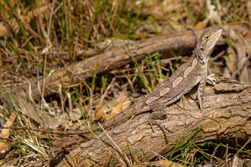 Jacky Dragon lizard (Amphibolurus muricatus)