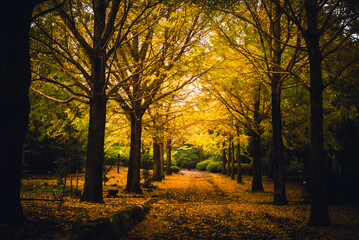 【秋の景色】紅葉したイチョウ並木