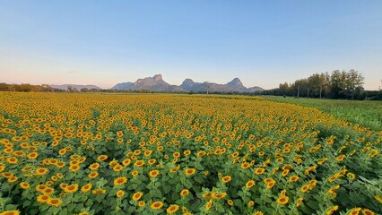 sunflower. Yellow sunflowers. Beautiful yellow sunflowers blooming in the field.