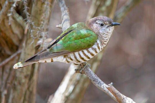Shining Bronze-cuckoo (Chalcites lucidus)