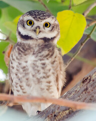 Close up of Spotted owlet (Athene brama) looking at us in nature at Margalla National Park, Islamabad, Pakistan