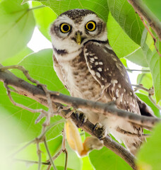 Close up of Spotted owlet (Athene brama) looking at us in nature at Margalla National Park, Islamabad, Pakistan