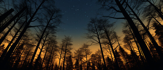 Silhouette of forest trees, looking up towards a clear sky.