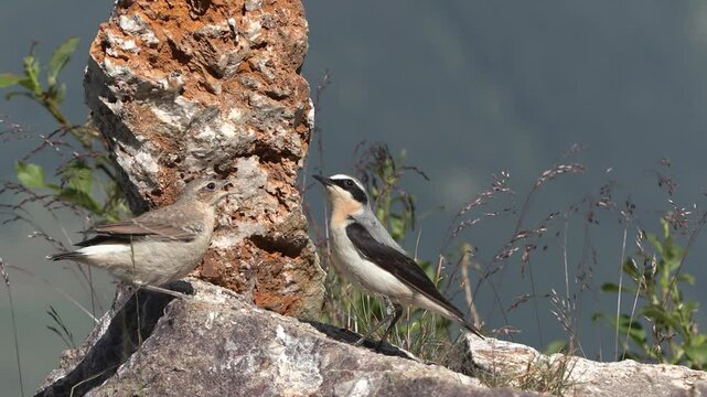 wheatear (Oenanthe oenanthe ) Culbianco