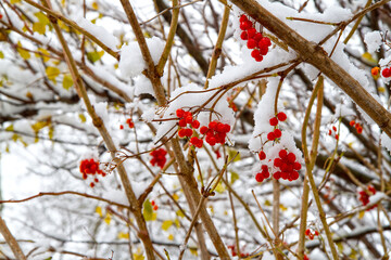 Red viburnum berries under the snow. The first snow in winter in the garden.