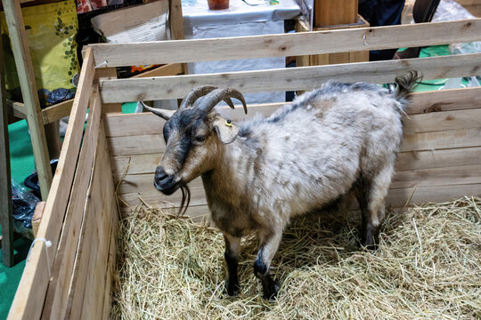 American pygmy or pygmy goat in the stall waiting for food.