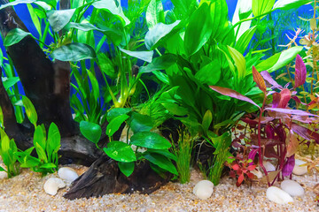 Underwater landscape nature forest style aquarium tank with a variety of aquatic plants, stones and herb decorations.