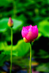 Chinese beauty: Pink lotus bud in sunlight with green leaf