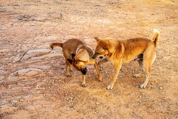 Two dogs are playing with each other.