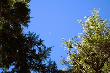 View upwards into tree canopy and a small crescent moon in a clear blue sky. 