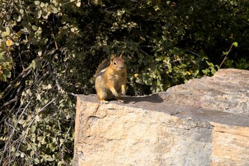 Close up of a ground squirrel, specifically a Golden-mantled Ground Squirrel (Callospermophilus lateralis) perched on a large paving block. 