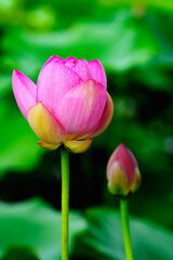 Obraz premium Oriental beauty: Close-up photo of lotus flower with dew drop on petals in sunlight