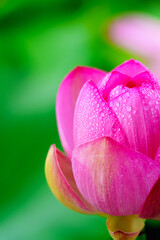 Fototapeta premium Oriental beauty: Close-up photo of lotus flower with dew drop on petals in sunlight
