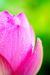 Oriental beauty: Close-up photo of lotus flower with dew drop on petals in sunlight