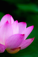 Oriental beauty: Close-up photo of lotus flower with dew drop on petals in sunlight