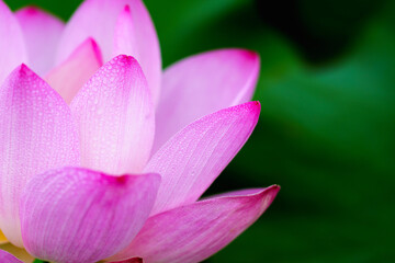 Oriental beauty: Close-up photo of lotus flower with dew drop on petals in sunlight