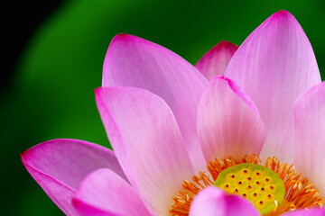 Fototapeta premium Oriental beauty: Close-up photo of pink lotus flower in sunlight with comparison of green leaf back ground