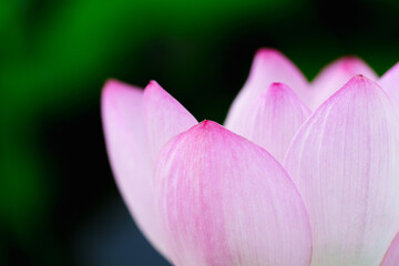 Fototapeta premium Oriental beauty: Close-up photo of pink lotus flower in sunlight with comparison of green leaf back ground