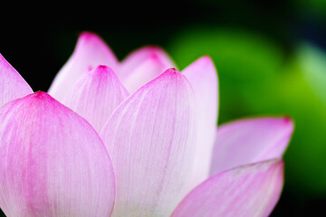 Fototapeta premium Oriental beauty: Close-up photo of pink lotus flower in sunlight with comparison of green leaf back ground