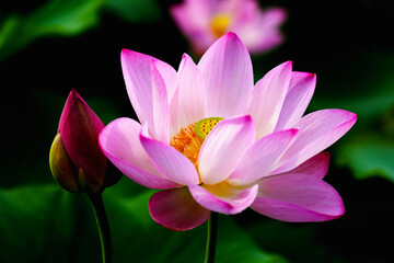 Oriental beauty: Close-up photo of pink lotus flower in sunlight with comparison of green leaf back ground
