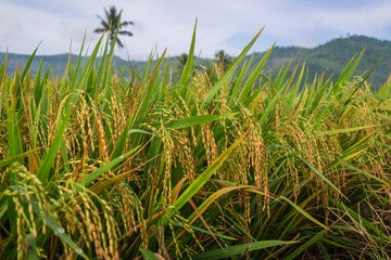 Fototapeta premium beautiful yellow ripe rice paddy field in the morning