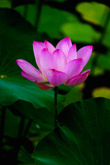Fototapeta premium Chinese beauty: Lotus rising out of lake water in sunshine