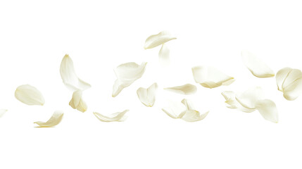 Delicate jasmine petals floating lightly in the air and isolated against a pure white background, highlighting their intricate details and serene charm