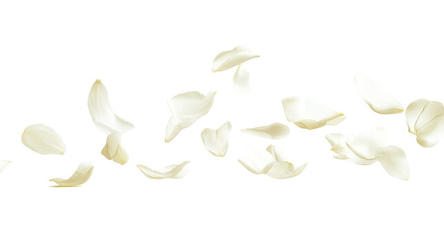 Delicate jasmine petals floating lightly in the air and isolated against a pure white background, highlighting their intricate details and serene charm