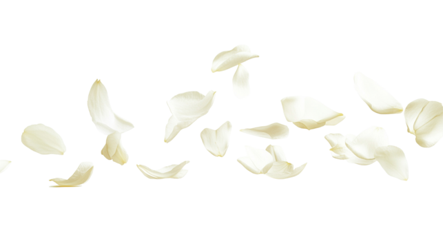 Delicate jasmine petals floating lightly in the air and isolated against a pure white background, highlighting their intricate details and serene charm