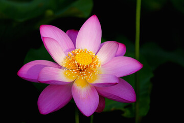 Chinese beauty: Lotus rising out of lake water in sunshine