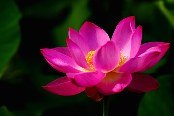Chinese beauty: Pink lotus flower blooming in sunlight with green leaf