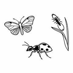 set of insects collections illustrations vector art isolated white background 