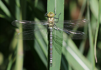 Blaugrüne Mosaikjungfer - Southern Hawker