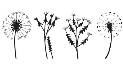 Dandelions collection