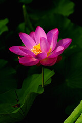 Obraz premium Chinese beauty: Pink lotus flower blooming in sunlight with green leaf
