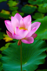 Obraz premium Chinese beauty: Pink lotus flower blooming in sunlight with green leaf
