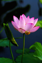 Fototapeta premium Chinese beauty: Pink lotus flower blooming in sunlight with green leaf
