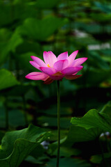 Obraz premium Chinese beauty: Pink lotus flower blooming in sunlight with green leaf