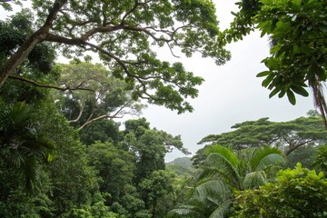 Fototapeta premium Tropical forest canopy with dense foliage, exotic plants, leafy greens