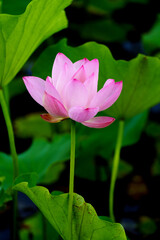 Obraz premium Chinese beauty: Pink lotus flower blooming in sunlight with green leaf