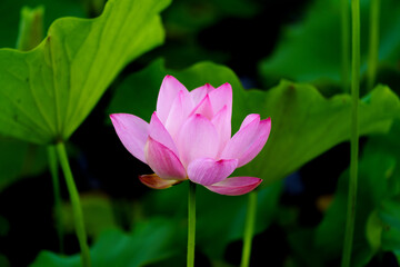 Chinese beauty: Pink lotus flower blooming in sunlight with green leaf