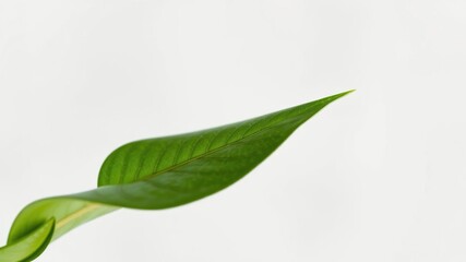 Fototapeta premium Green leaf against a soft focus white background with natural colors and organic texture, natural, color, botanical