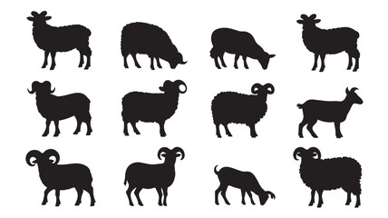 Sheep and silhouette set - isolated vector images of wild animals