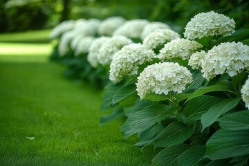 Hydrangea Flowers in Full Bloom Natural Garden Scene with Lush Green Lawn and Foliage
